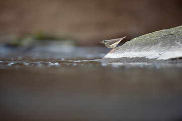 Louisiana Waterthrush perched on a large boulder in the water as it searches for small insects and invertabrates to eat in the soft overcast light.