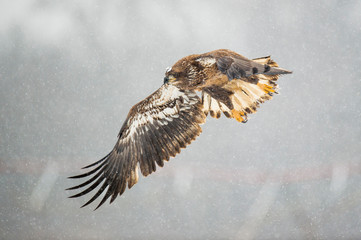 A juvenile Bald Eagle flies over an open field in the falling snow on a cold winter day.