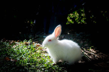 rabit
