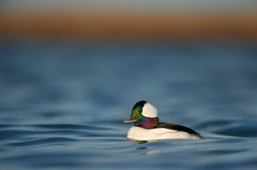 A male Bufflehead duck swims in the bright blue water in the early morning sunlight with its...