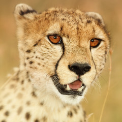 Cheetah Portrait, cheetah close up