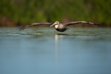 Brown Pelican gliding very low over the calm water with a smooth blue foreground in soft morning sunlight.