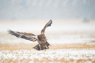 A Juvenile Bald Eagle flying in the snow in an open field on a cold winter day.