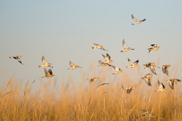 A flock of Snow Buntings flying and landing in the golden dune grasses in the bright sunlight.