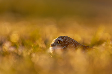 Burrowing Owl peeks out of the short grass as it glows in the setting sun.