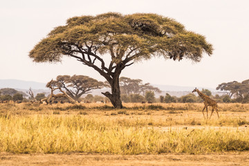 Giraffe Makes His Trek Home