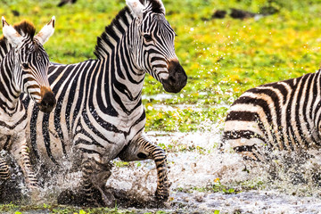 Zebra Splashing a Puddle