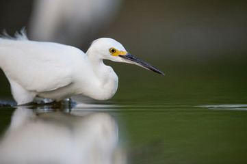 A Snowy Egret stalks the shallow water in search of food with a dark smooth background.