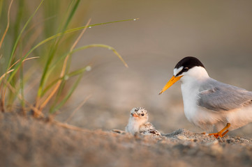 A day or two old Least Tern chick sits on the beach as its parent watches over it on a sandy beach in the soft early morning sunlight. © rayhennessy