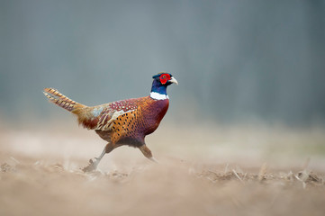 A Ring-necked Pheasant walks in an open field in soft overcast light on a winter day.