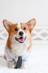 Cute corgi dog in stylish shirt and tie standing near daily planner. Pet fashion. Business