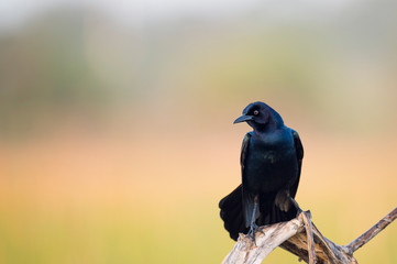 A male Common Grackle perched in front of a smooth out of focus background in the sun showing off its irridescence.