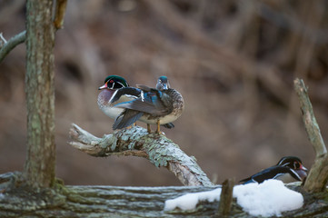 Obraz premium A pair of Wood Ducks perched on a log over water in soft light with a smooth brown background.