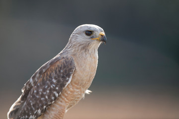A close portrait of a Red-shouldered Hawk with a smooth background in soft light with its piercing eyes.