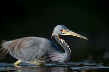 A Tricolored Heron stalks the shallow water in the early morning sun with a dark background and dramatic lighting.