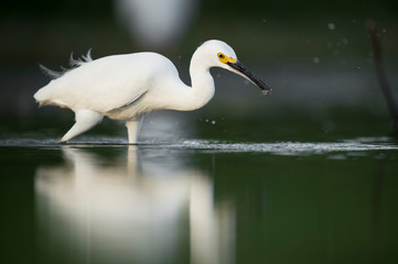 Obraz premium A Snowy Egret stalks the shallow water in search of food with a dark smooth background.