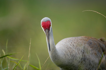 Close-up of a Sandhill Crane feeding in the tall grass in soft overcast light with a smooth green...