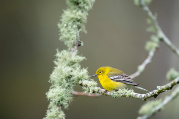 A bright yellow Pine Warbler perched on a branch with green lichens growing on it with a smooth background.