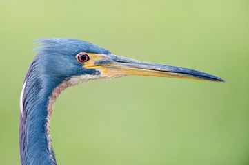 Naklejka premium A close-up detailed photo of a Tricolored Heron portrait with a smooth green grass background in soft light.