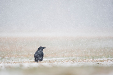 A Common Raven sitting on the ground in an open field on a cold snowy day.