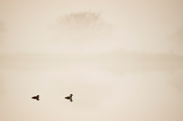 Hooded Merganser floating in calm water on a foggy morning at sunrise.
