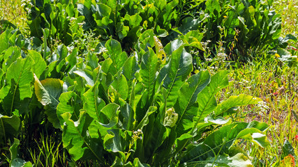 Horseradish in the garden