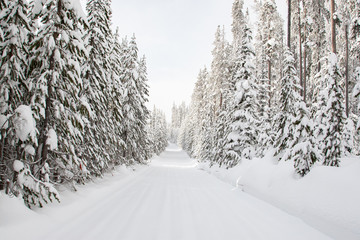 Yellowstone Mountain Landscape in Winter