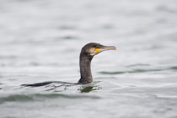 A Great Cormorant swims in the water in soft overcast light.