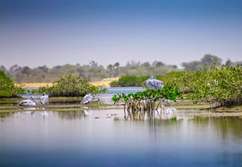 The group of Pink-backed Pelicans or Pelecanus rufescens is resting on the surface in the sea lagoon in Africa, Senegal. It is a wildlife photo of bird in wild nature.