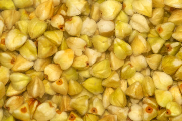 Green buckwheat soaked in water for germinating sprouts