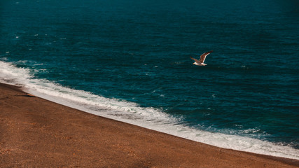 Gaviota sobrevolando la playa