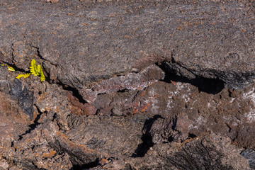 Closeup of small fern on 1961 Lava plate, Kilaeuea volcano, Hawaii,, USA.