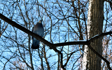 bird pigeon sitting on a tree