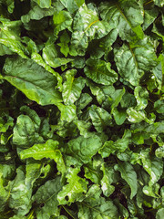 Lechuga org&aacute;nica de huerto urbano