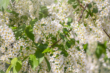White flowers blooming bird cherry.