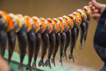 The piranhas of the Bolivian river