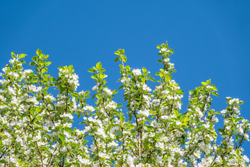 Apple tree branches with white flowers on a background of blue sky.