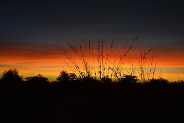 Tall grass at sunset near Botswana National Park. Contrast with red and orange sky, clouds.