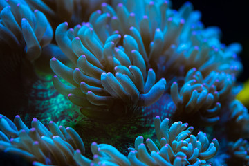 Naklejka na ściany i meble Pretty anemones in sea coral reef aquarium motion nature 