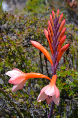 Obraz premium Watsonia tabularis plant, an interesting red-pink flower that can be seen on in Table Mountain National Park near Cape Town, South Africa
