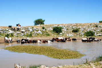 Wild horses are drinking water and bathing on pond on a hot summer day in mountain. A herd of...