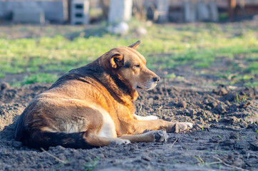 Big brown dog lies on the ground