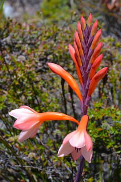 Watsonia tabularis plant, an interesting red-pink flower that can be seen on in Table Mountain National Park near Cape Town, South Africa