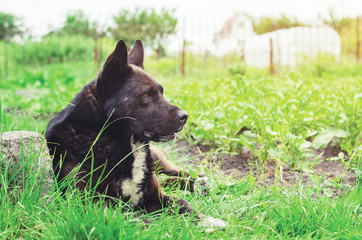 Portrait of a large black dog lying on the grass