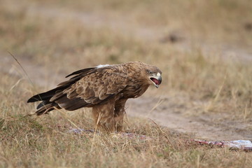 Tawny eagle in the wilderness of Africa