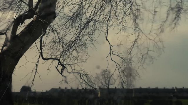 Time lapse of sudden rain shower with tree
