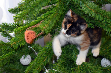 the cat climbed the tree