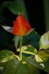 Ecological rose of my house