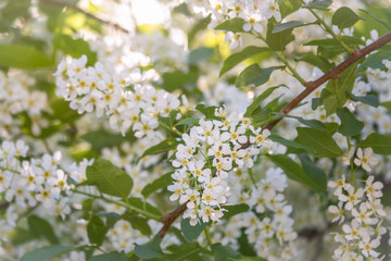 White flowers blooming bird cherry.