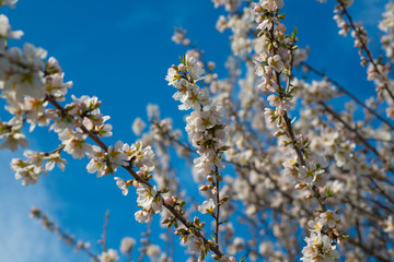 beautiful almond tree flowers on a branch against a blue sky. onset of spring